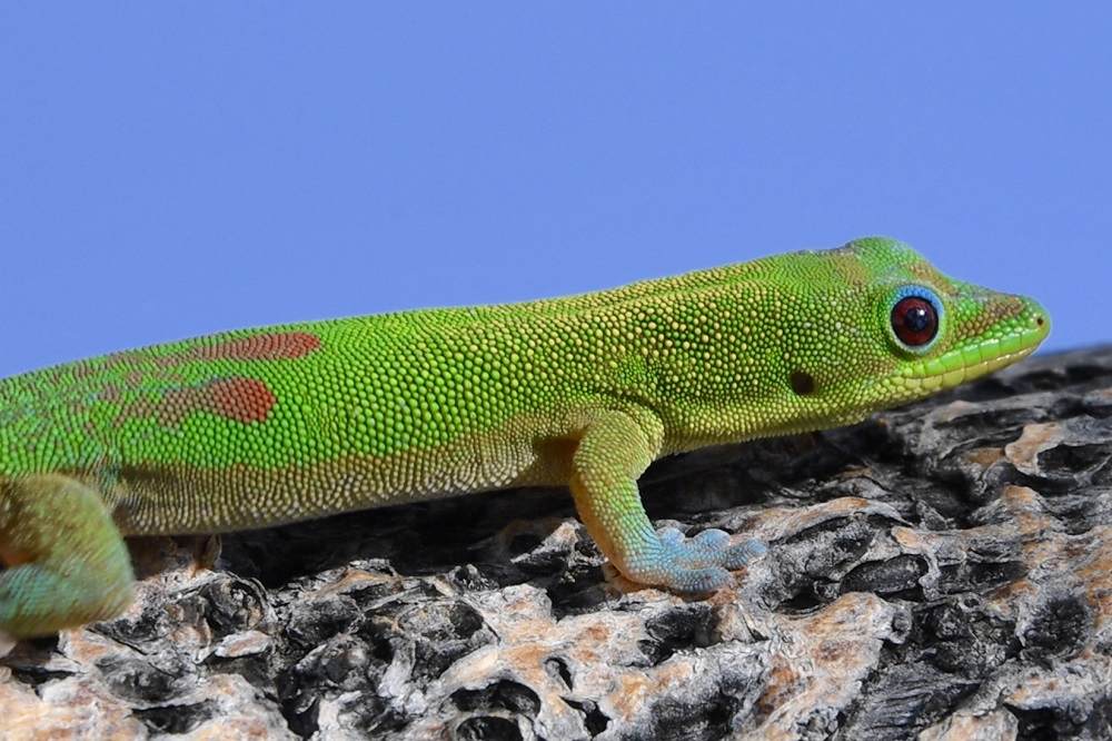 Sun Photo A00016 Green Gecko on the Big Island of Hawaii